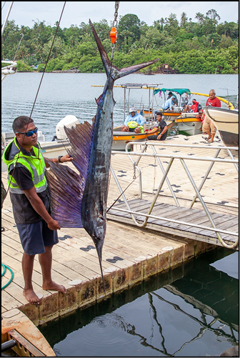Low turnout but good fish and great prizes at the Annual Matson Shipping fishing tournament